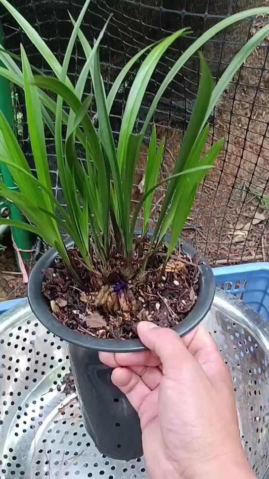 建兰逸红双娇,又名小国魂!带花芽脱盆[微笑]