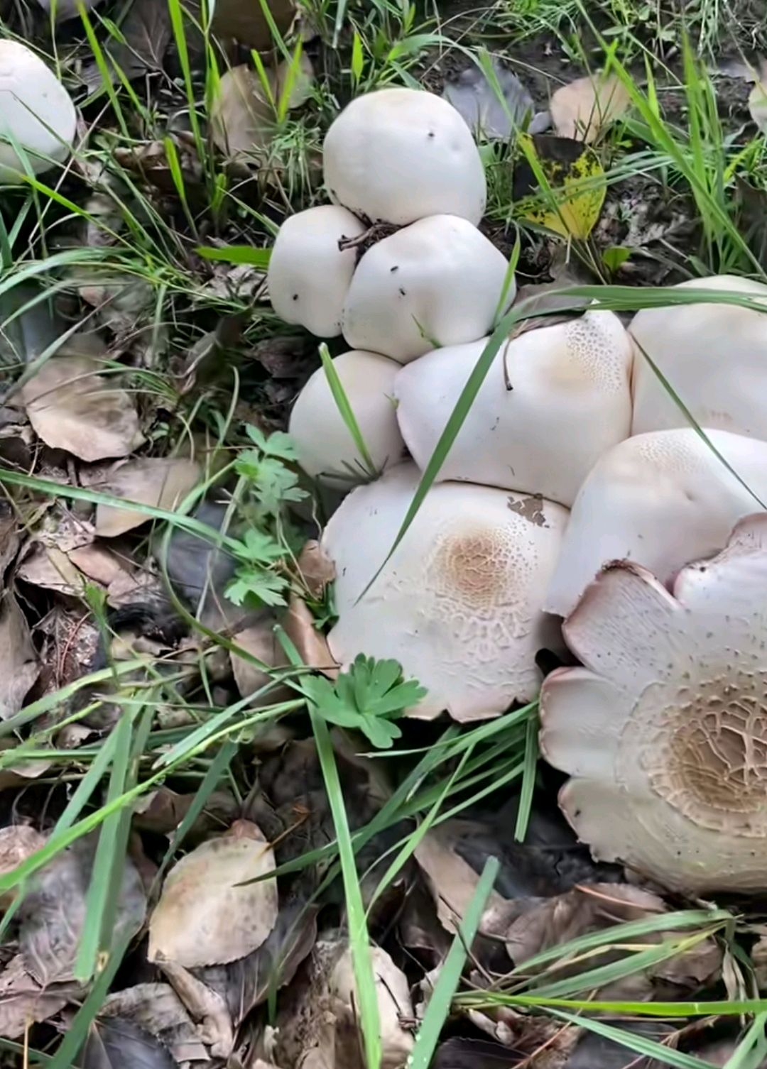 草原蘑菇图片大全图片