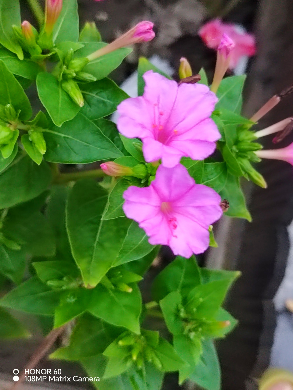 胭脂花,从夏天到秋天,开在故乡的小路旁.