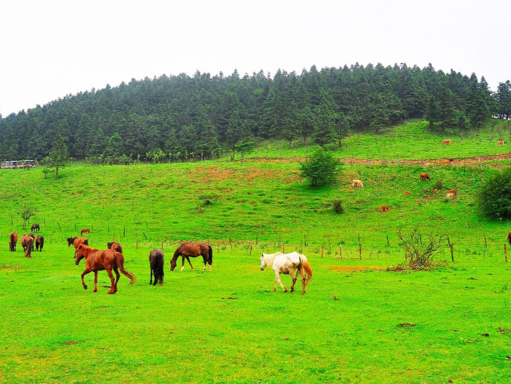 过个夏天#仙女山:是重庆十佳旅游景点,以其江南独具魅力的高山草原