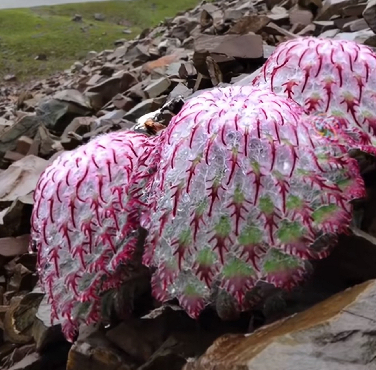 水母雪兔子,国家二级保护植物,好美的植物[心]