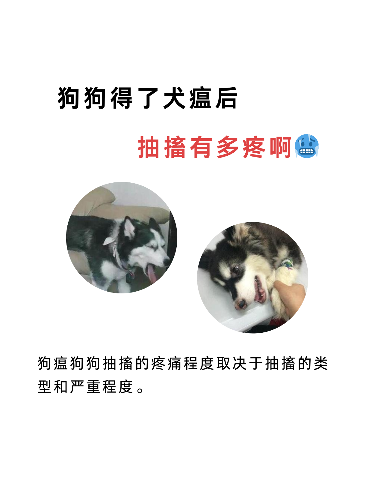 狗狗犬瘟晚期太痛苦了图片