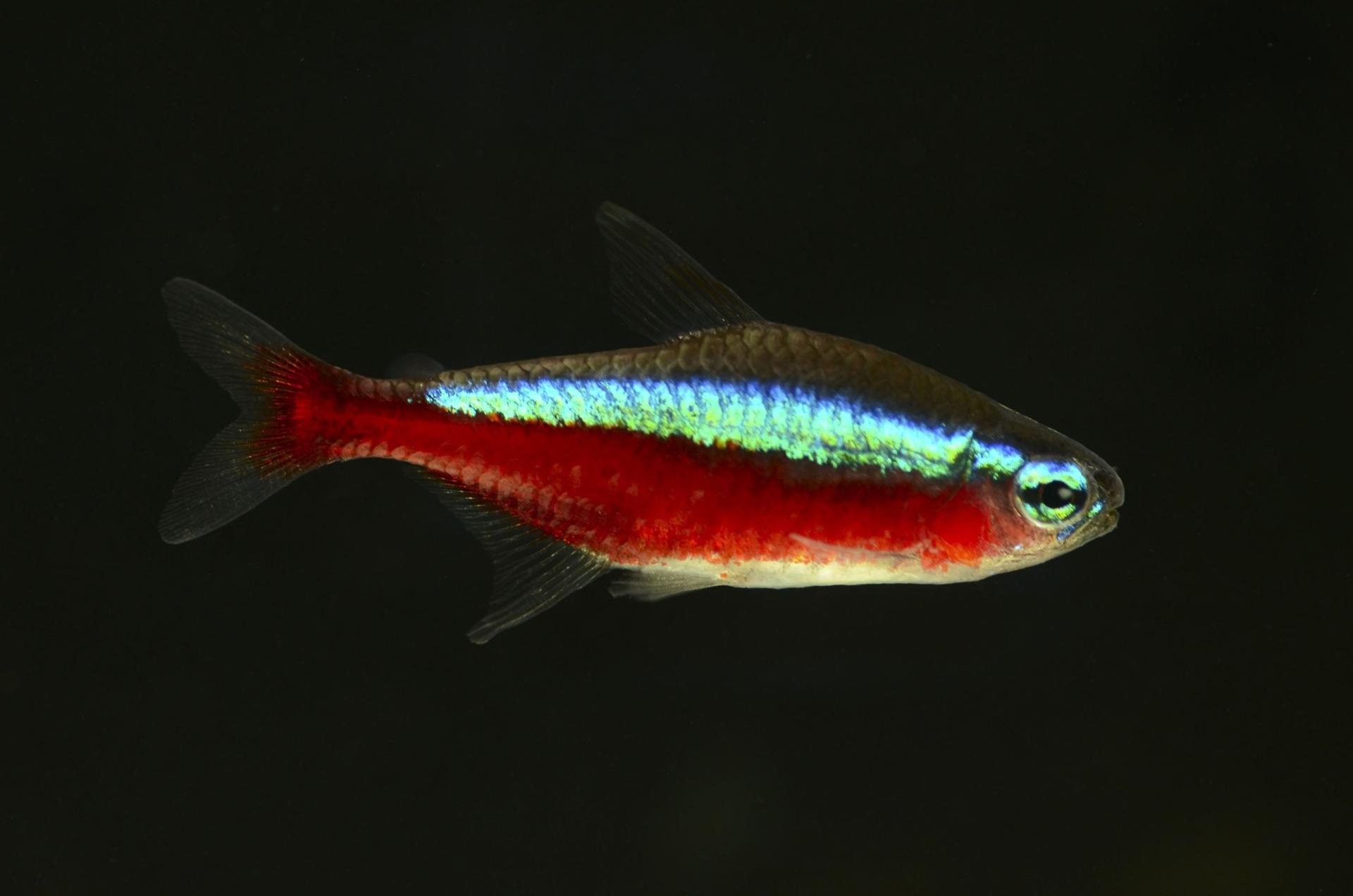 突发!广州海关截获17万条"宝莲灯鱼",无自然分布,繁殖能力强