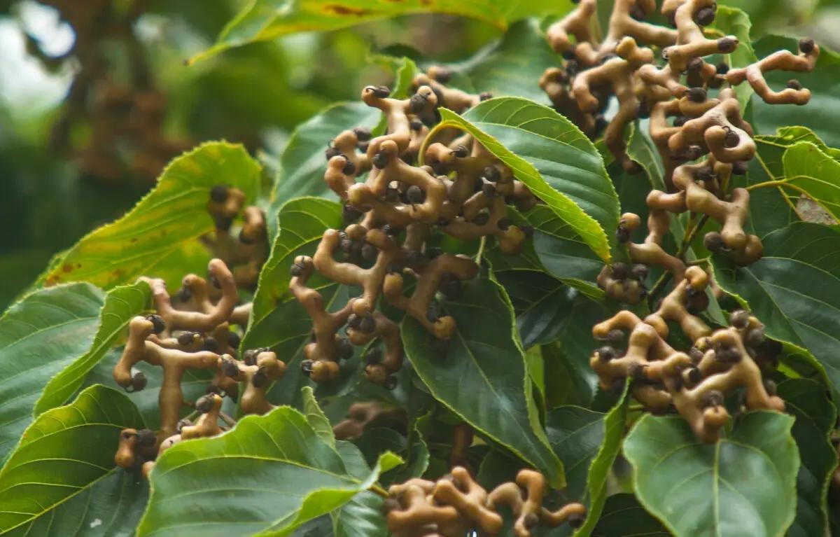 湖南农村8种常见的野果,在8月份成熟了,可以去采摘,你吃过几种