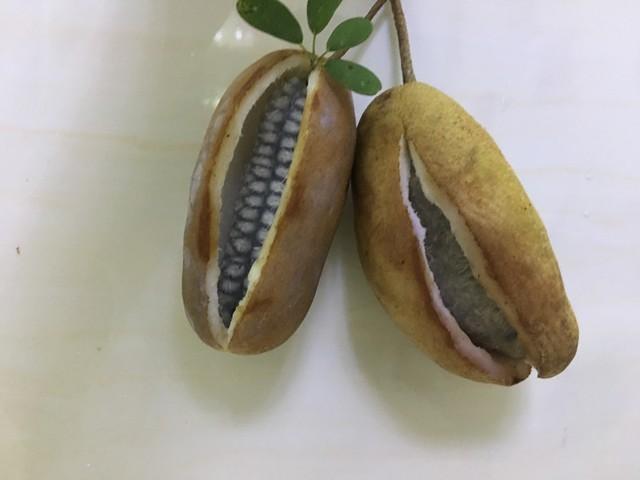湖南农村8种常见的野果,在8月份成熟了,可以去采摘,你吃过几种