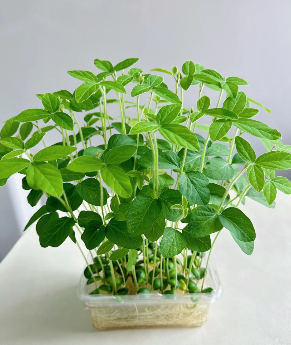 丢一把绿豆到水里,15天长出"小森林",清新又治愈,太爱!