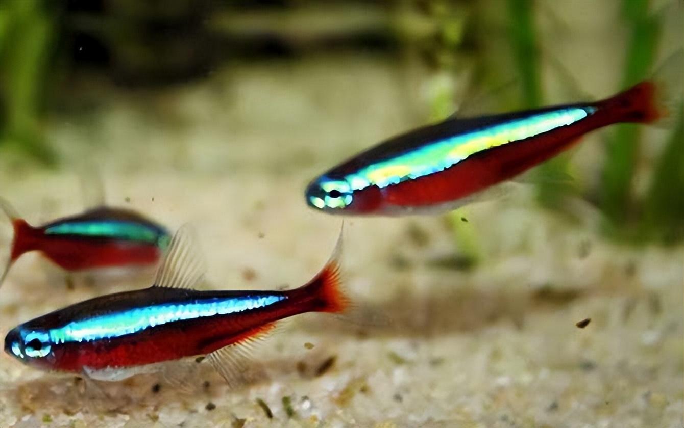 突发!广州海关截获17万条"宝莲灯鱼",无自然分布,繁殖能力强