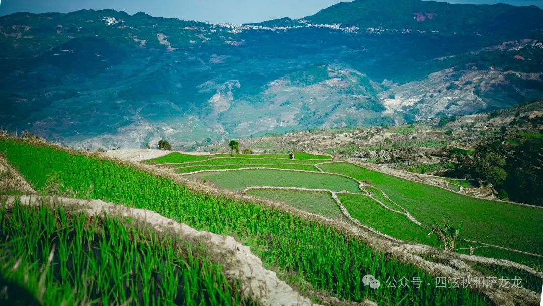 红河撒玛坝梯田的美景图片