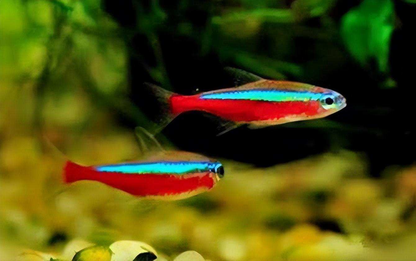 突发!广州海关截获17万条"宝莲灯鱼",无自然分布,繁殖能力强