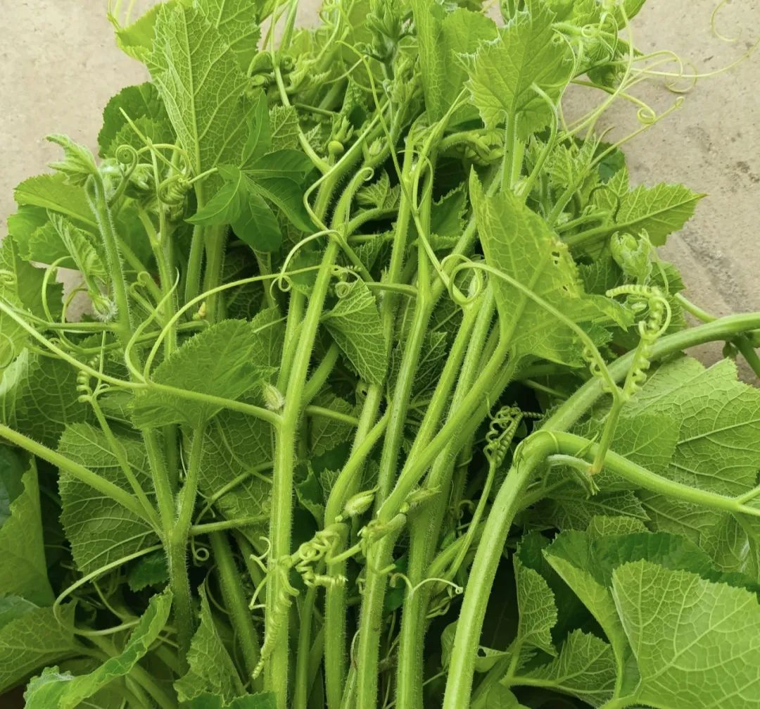 五彩斑斓的蔬菜世界里,南瓜以其圆润饱满的果实和甜美的口感,赢得了