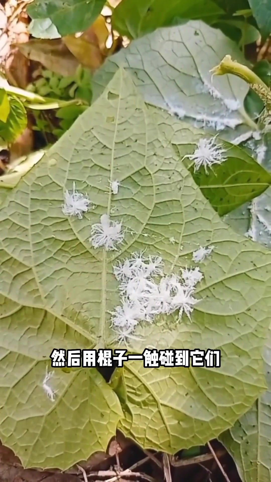 茶树白蛾蜡蝉图片