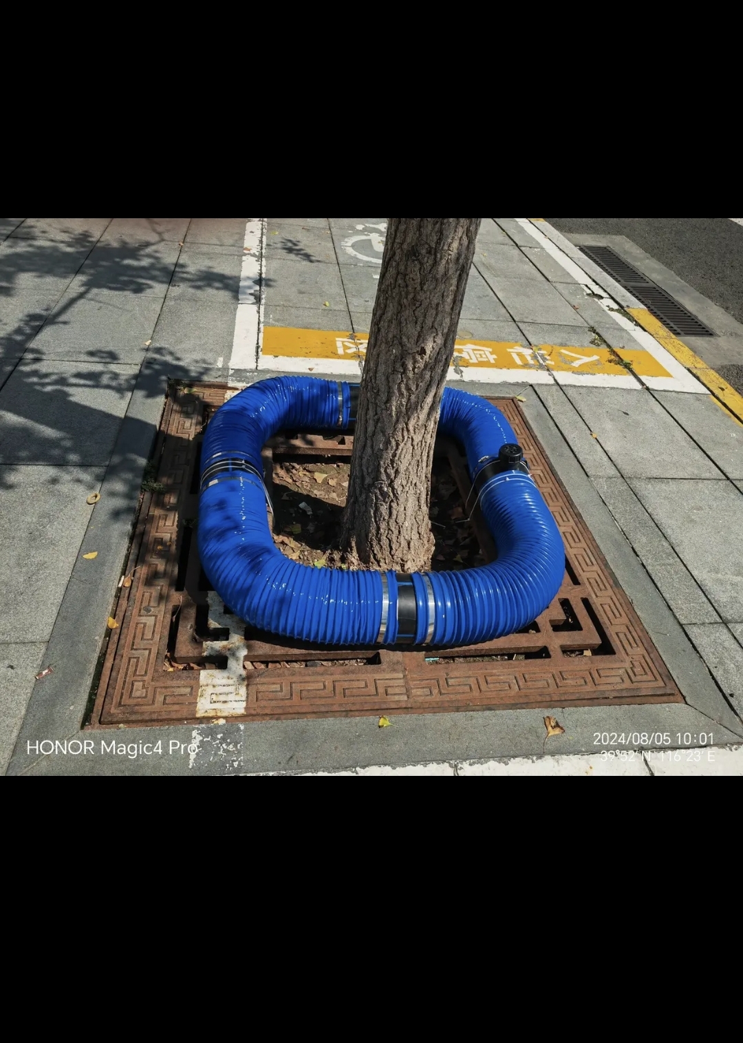 天气太热了给北京市市西城区的槐树配备了凉凉圈北京的树都发了防暑