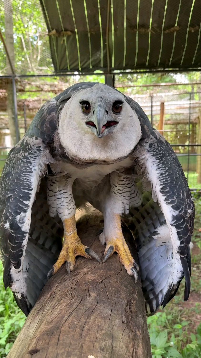 天空霸主哈佩角雕食猿雕美洲角雕