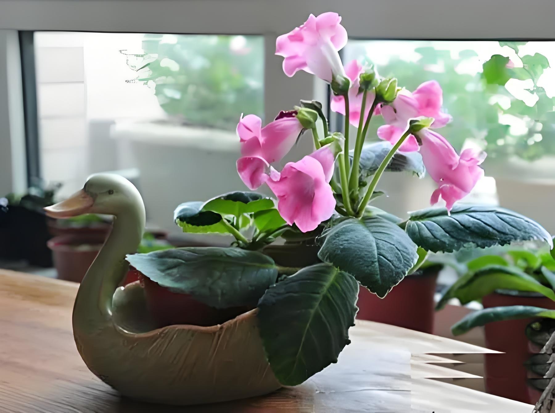 小岩桐的栽种技巧和日常养护