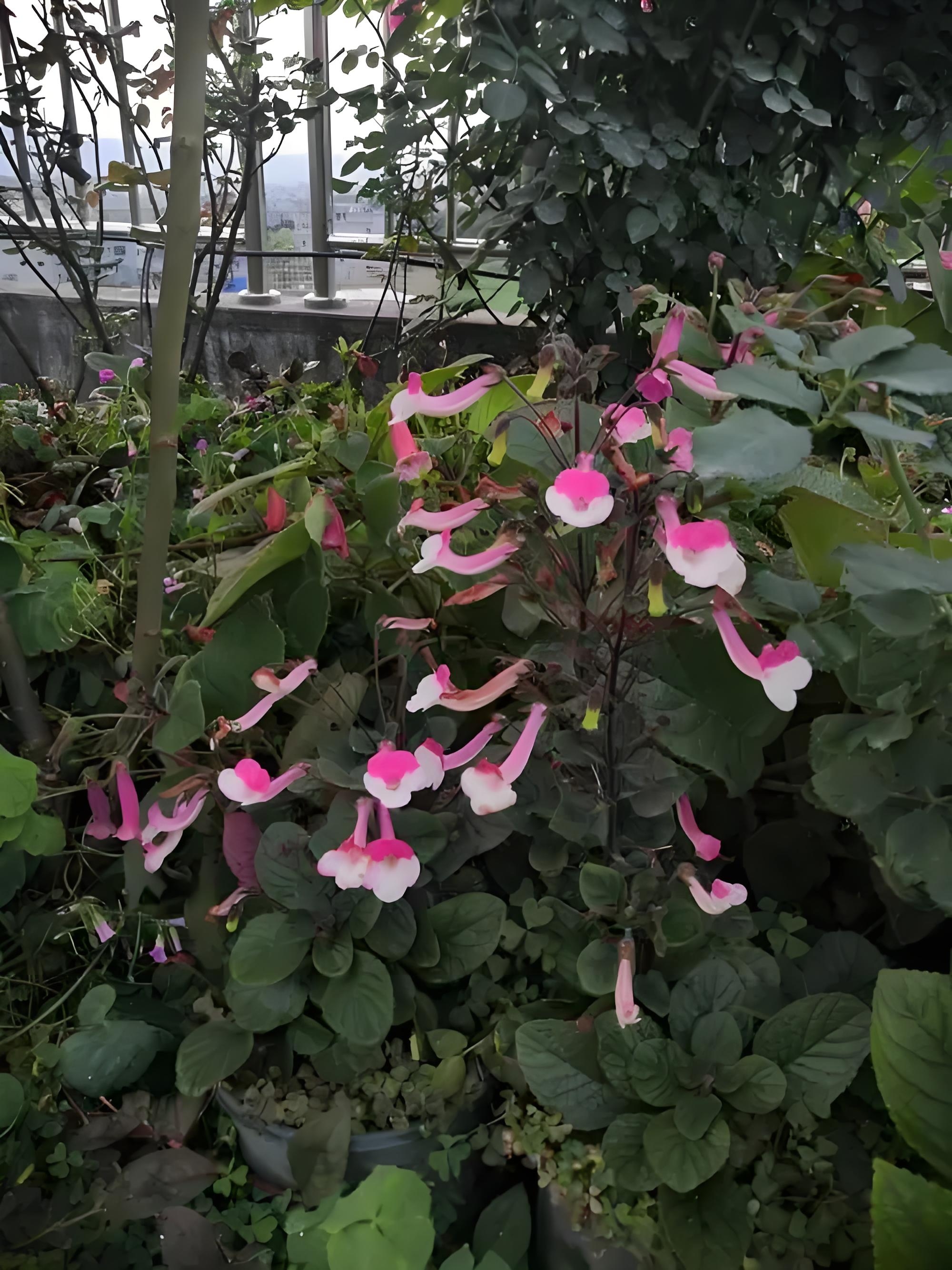 小岩桐的栽种技巧和日常养护