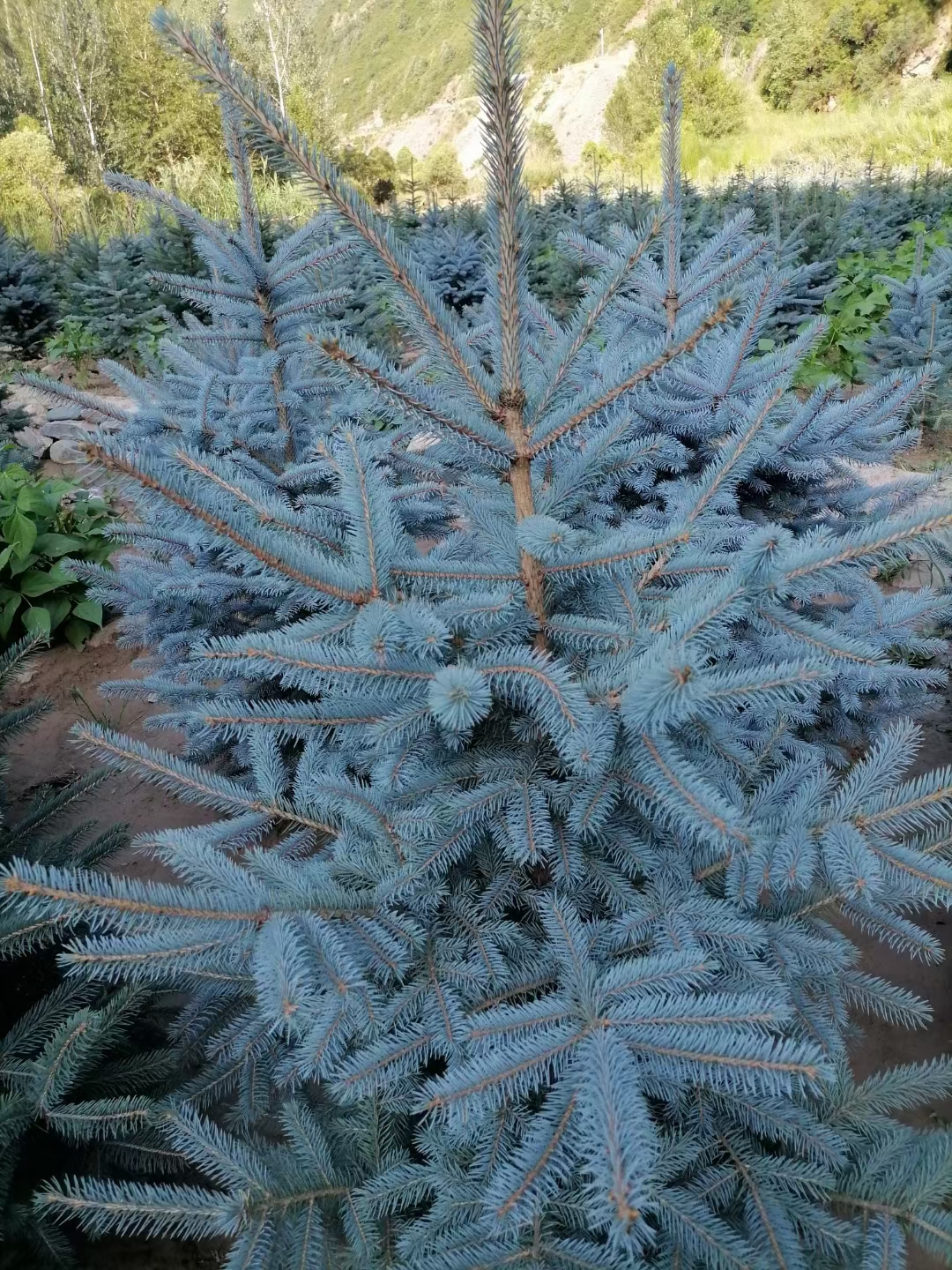 新品种科罗拉多蓝杉庭院栽植效果更佳沭阳种植基地