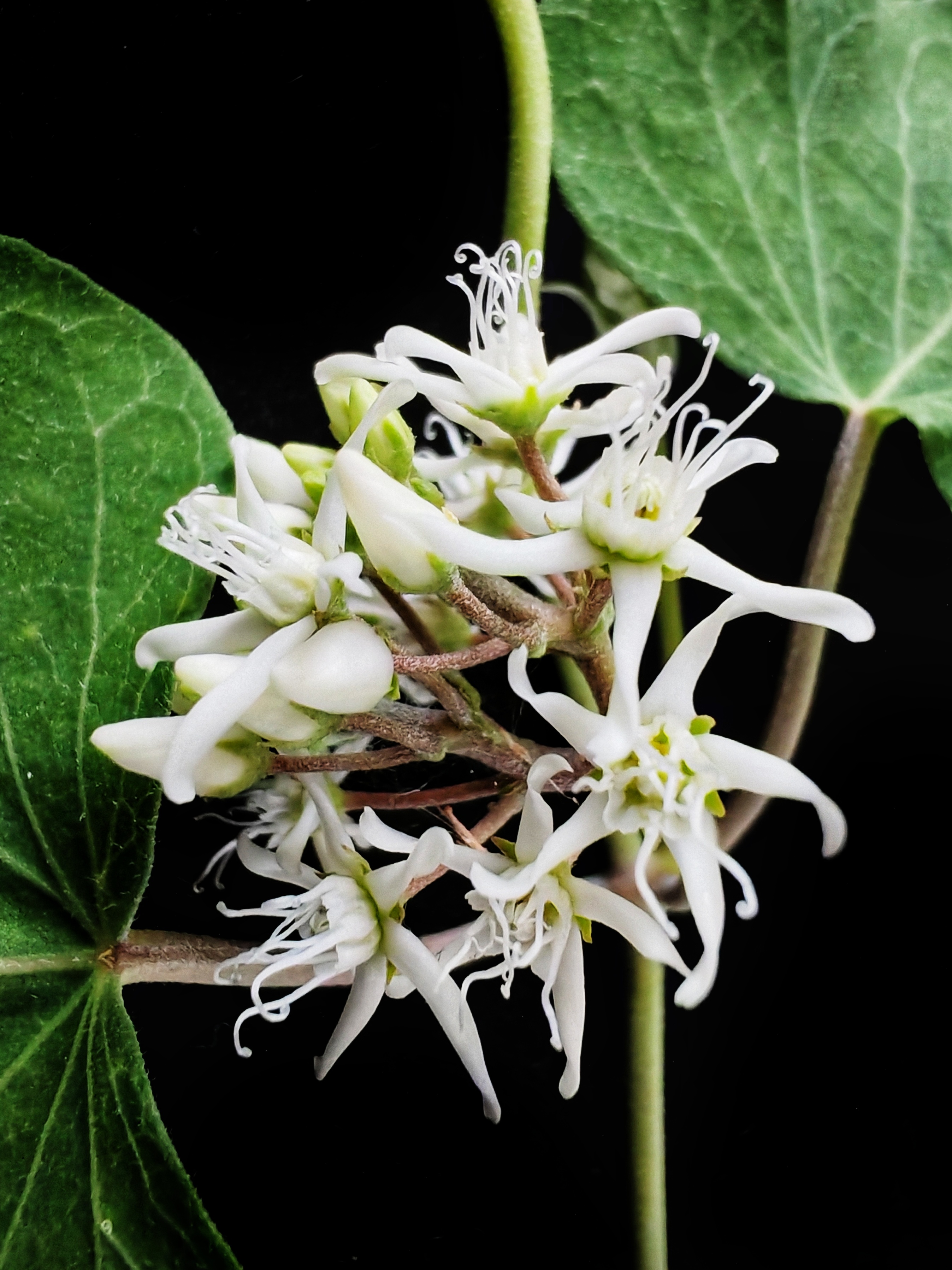 柔曼青藤喜攀爬, 玉枝翠叶衬琼花