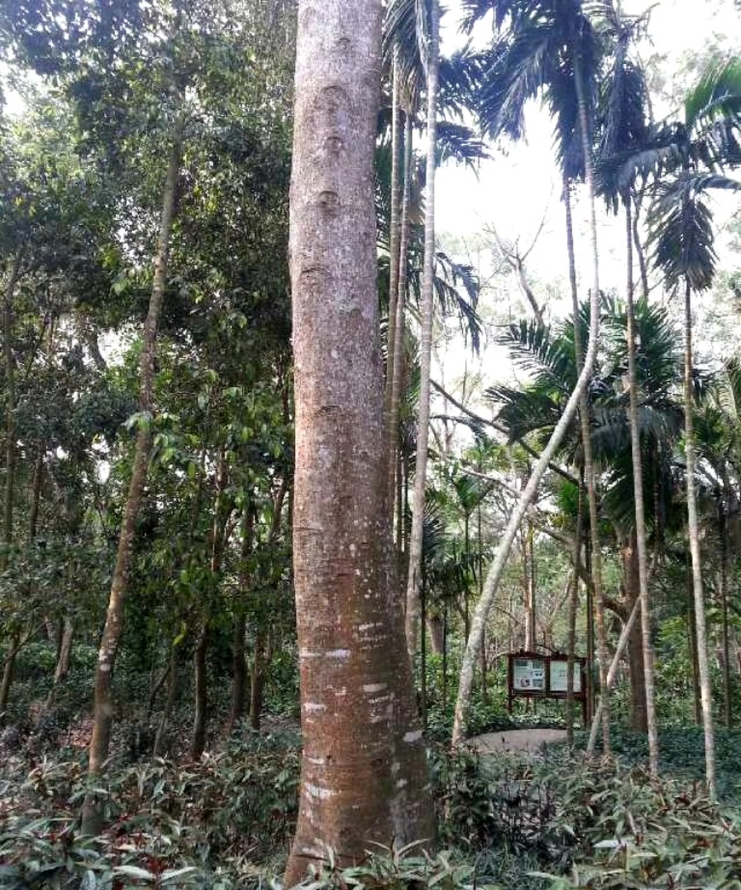 贵州鸡血榔树木图片