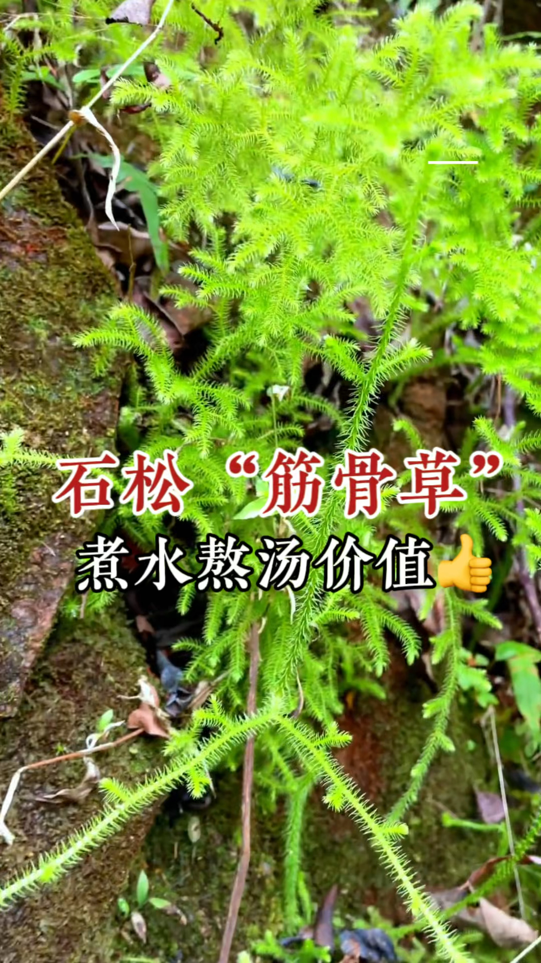 中药松节的功效与作用图片