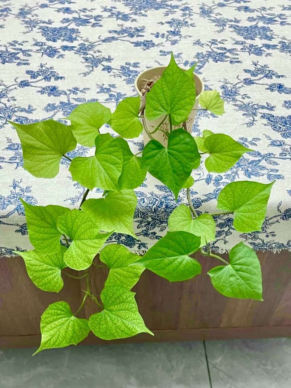 心形的叶子,藤蔓可垂坠,可攀爬,这不是绿箩也不是吊兰,这是地瓜,大家
