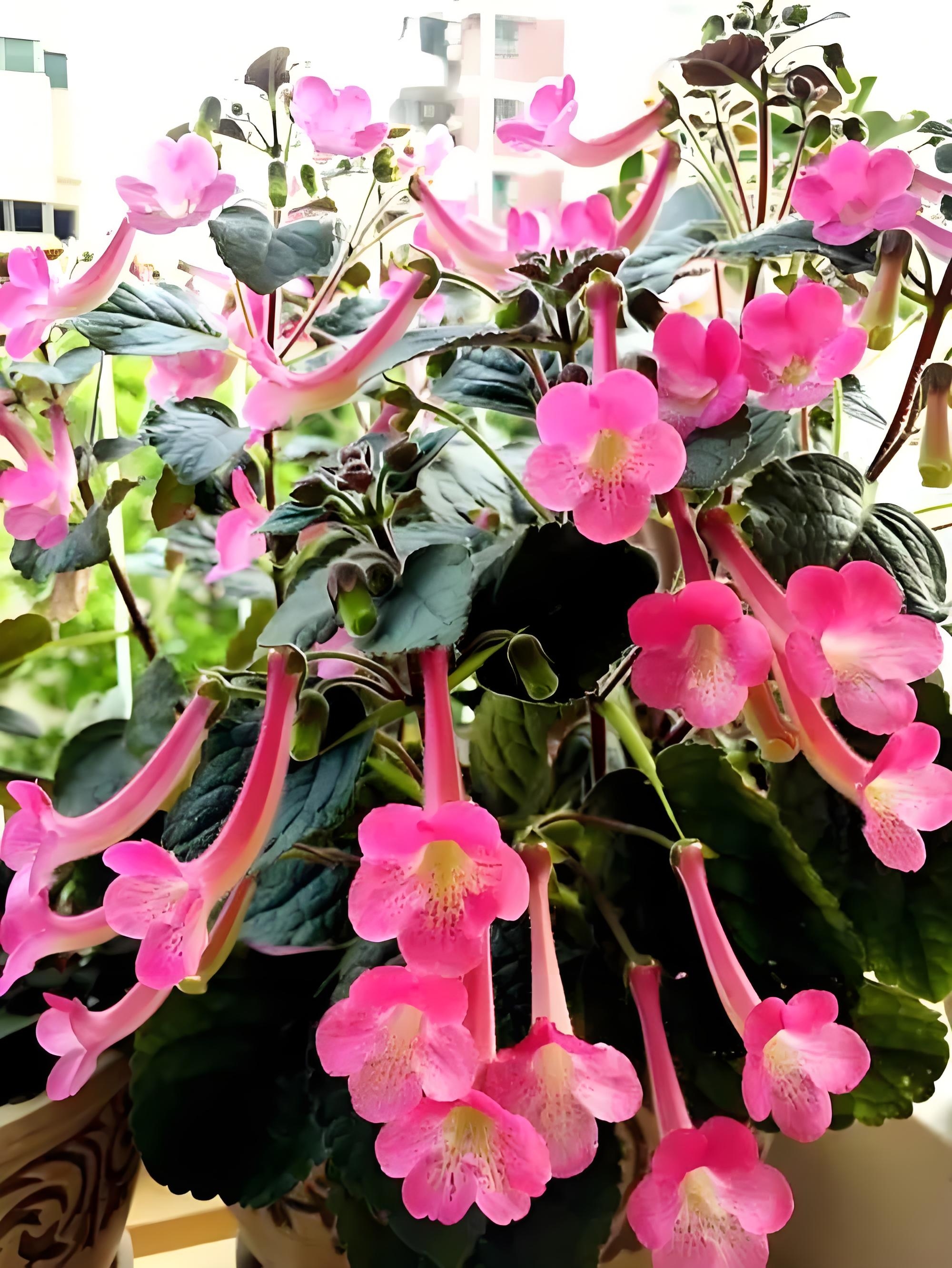 小岩桐的栽种技巧和日常养护