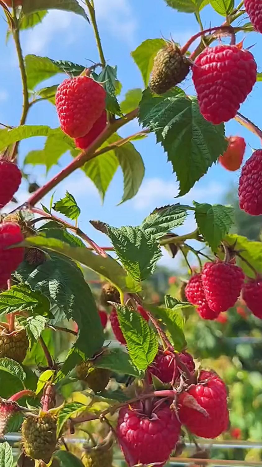 树上结的草莓,大家知道这种水果叫什么吗?