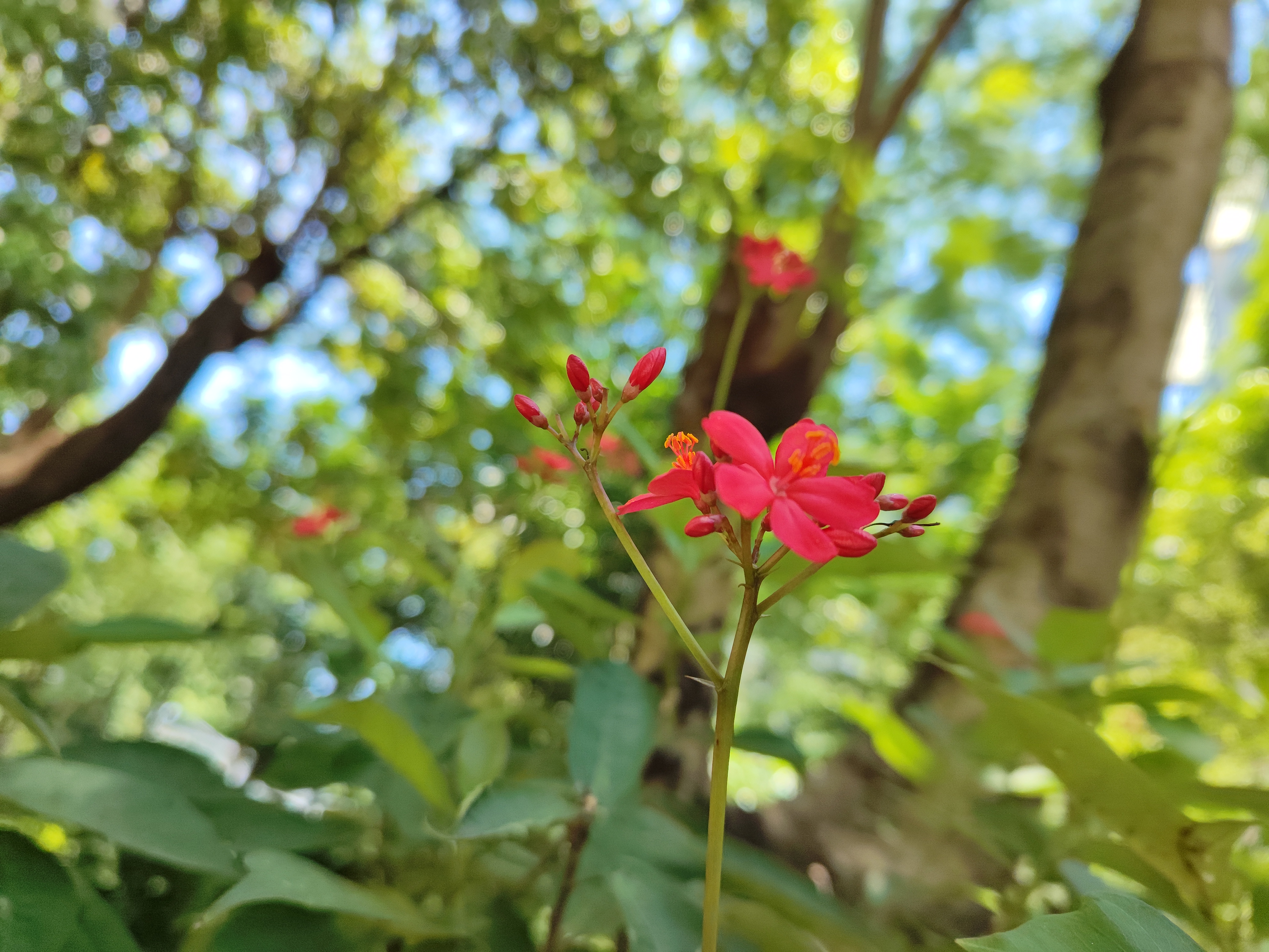 今天花色,惊艳蝴蝶惊艳我:彤婳新韵《减字木兰花》一组