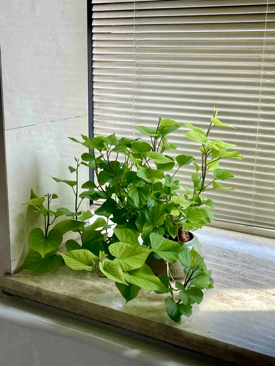 心形的叶子,藤蔓可垂坠,可攀爬,这不是绿箩也不是吊兰,这是地瓜,大家