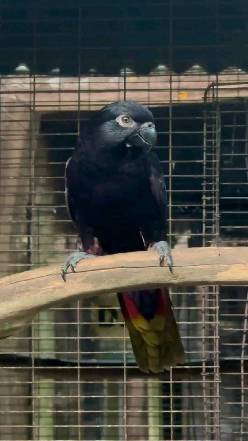 黑鹦鹉黑色吸蜜鹦鹉