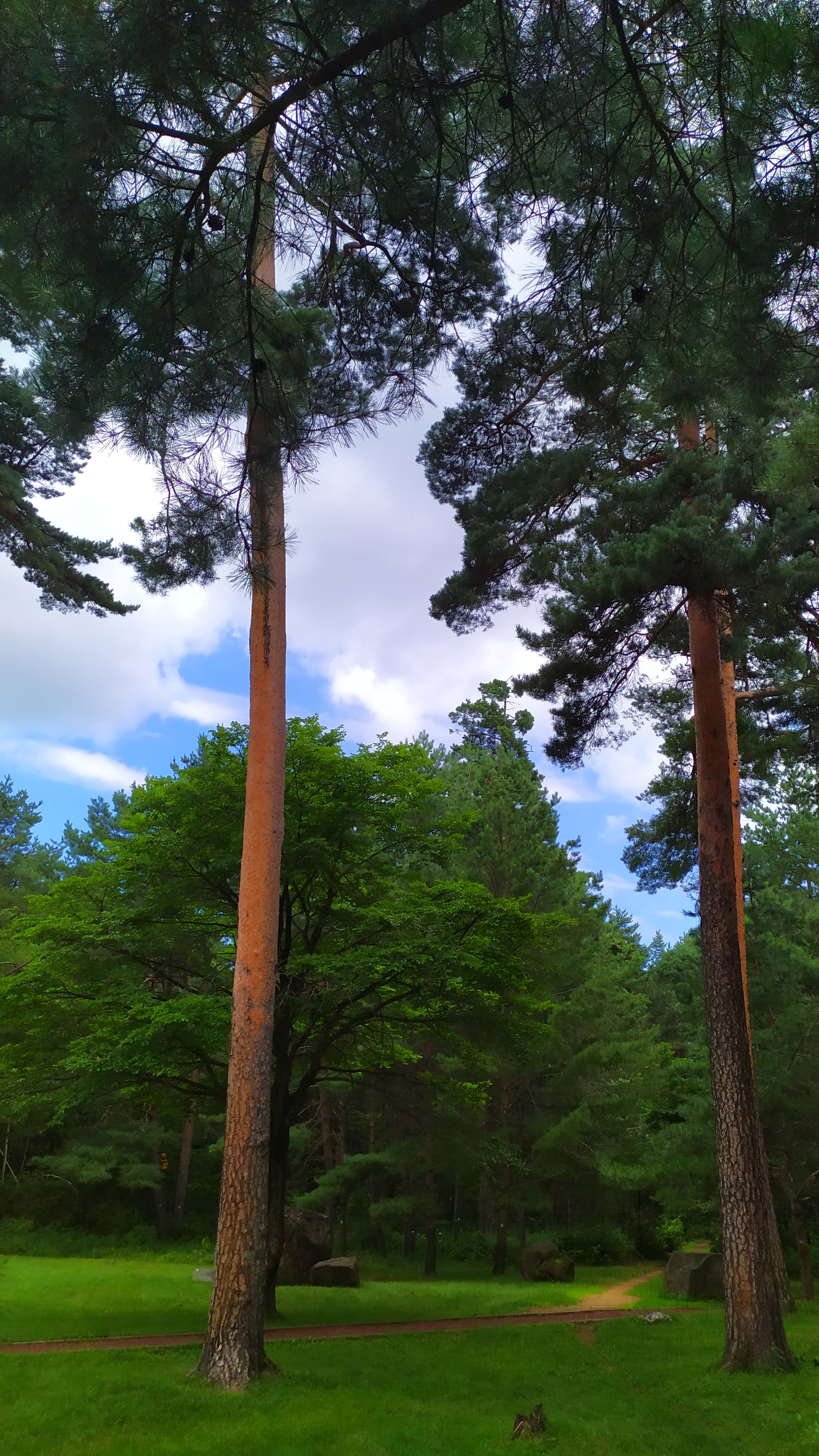 "美人松"被誉为长白山 "第一奇松" 当之无愧:她秀美颀长,婀娜多姿,像