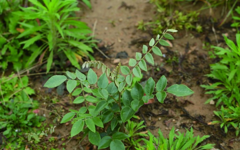 中药材,山豆根的介绍