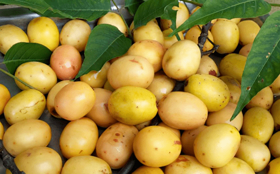 酸枣的功效与作用,小果实,大能量,一起了解它的功效