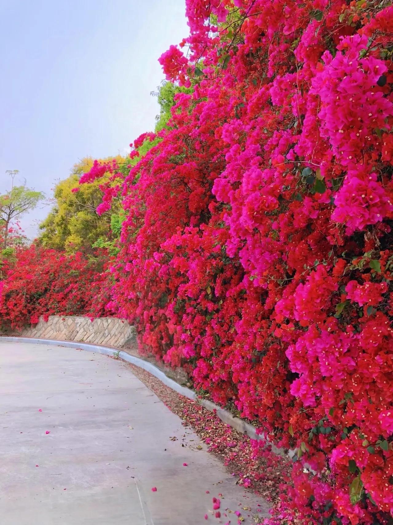 钟祥市市花图片