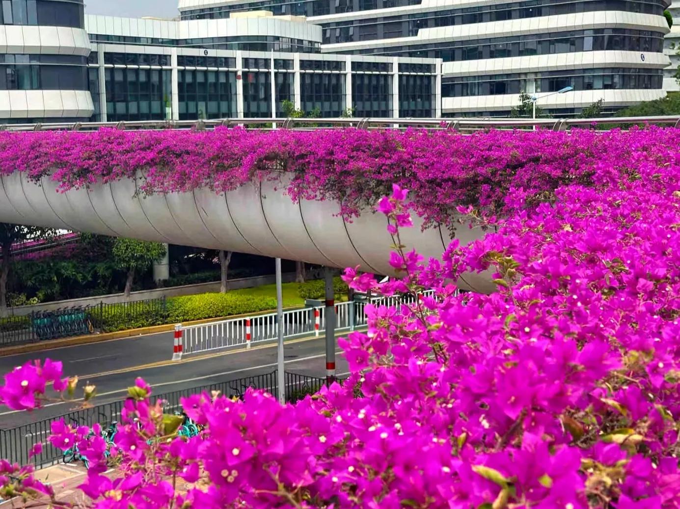 厦门市市花图片