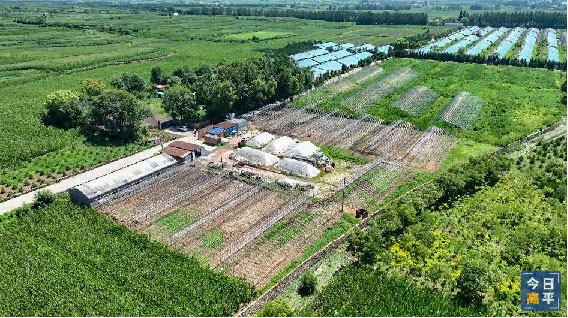 山西高平建宁平菇大棚建设加速,预计10月出第一批菇