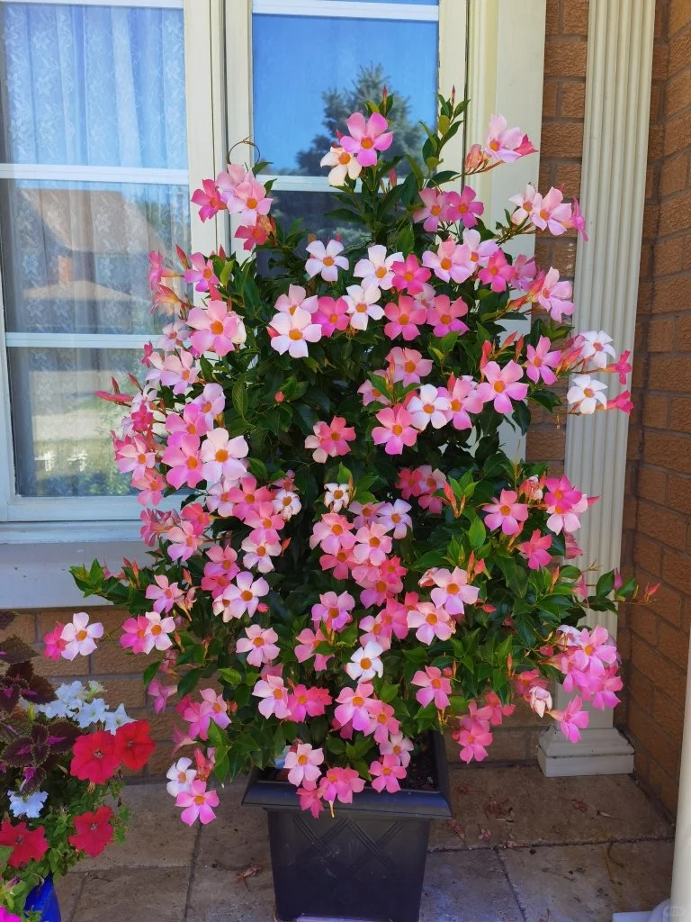 矮牵牛,号称草花之王,品种繁多,花型和花色都相当丰富,每一个养花人都