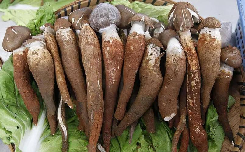 鸡枞菌:一年一遇的鲜香盛宴