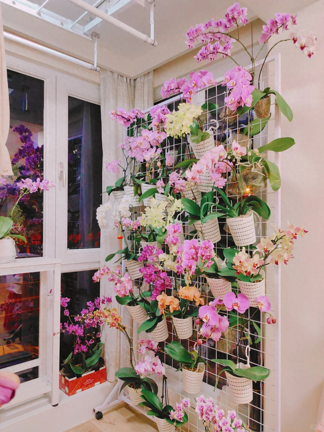 北京一41岁小姐姐,把"蝴蝶兰养出新境界",太美,太治愈