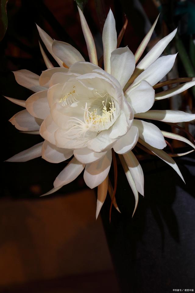 短暂而美丽:如何成功种植昙花