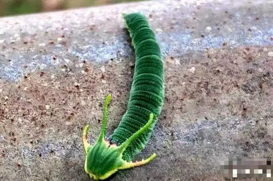 今天带孩子去森林公园玩,在下山的树杆上看见一只奇怪的绿虫子,头上还