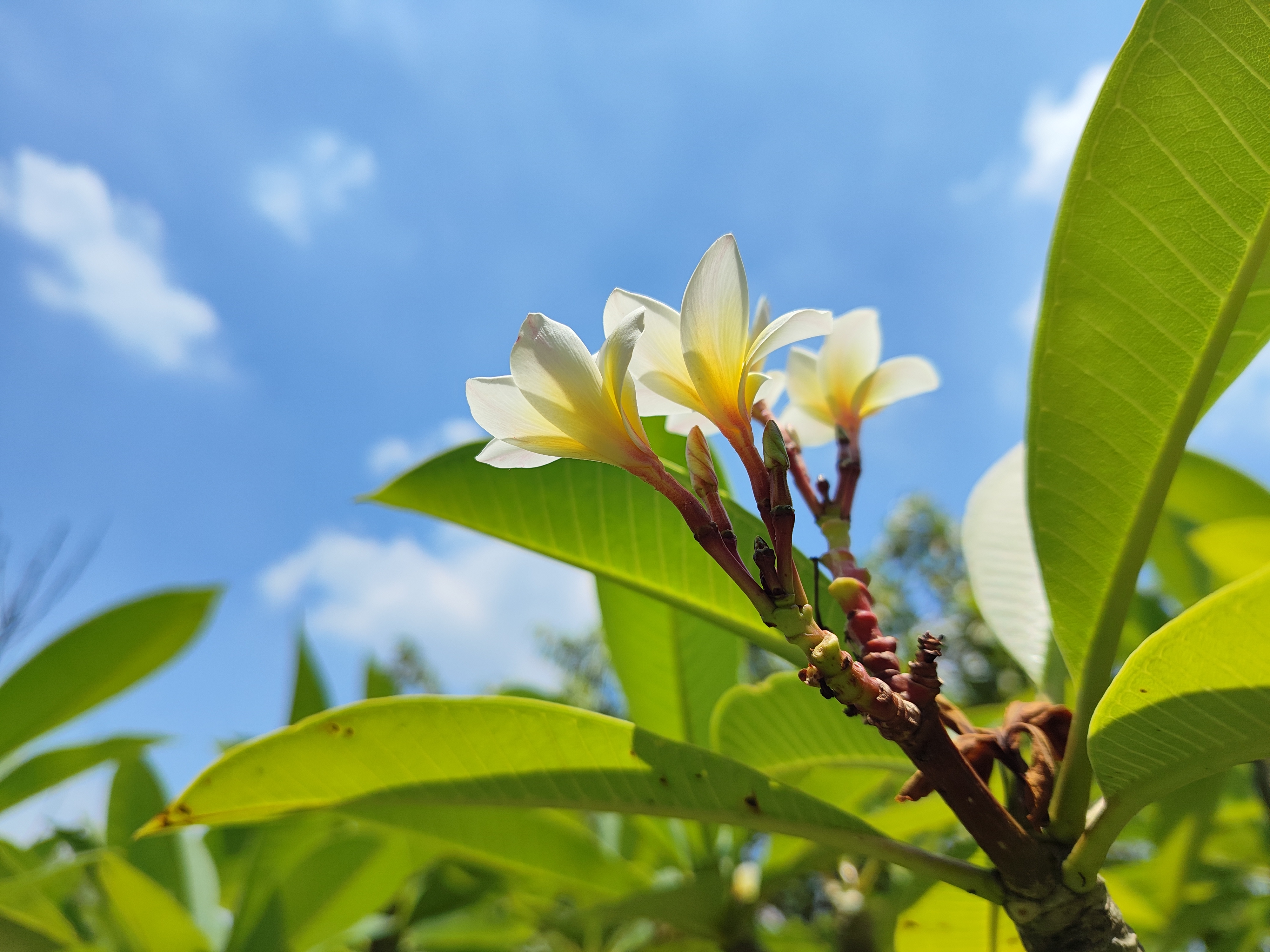 今天花色,惊艳蝴蝶惊艳我:彤婳新韵《减字木兰花》一组