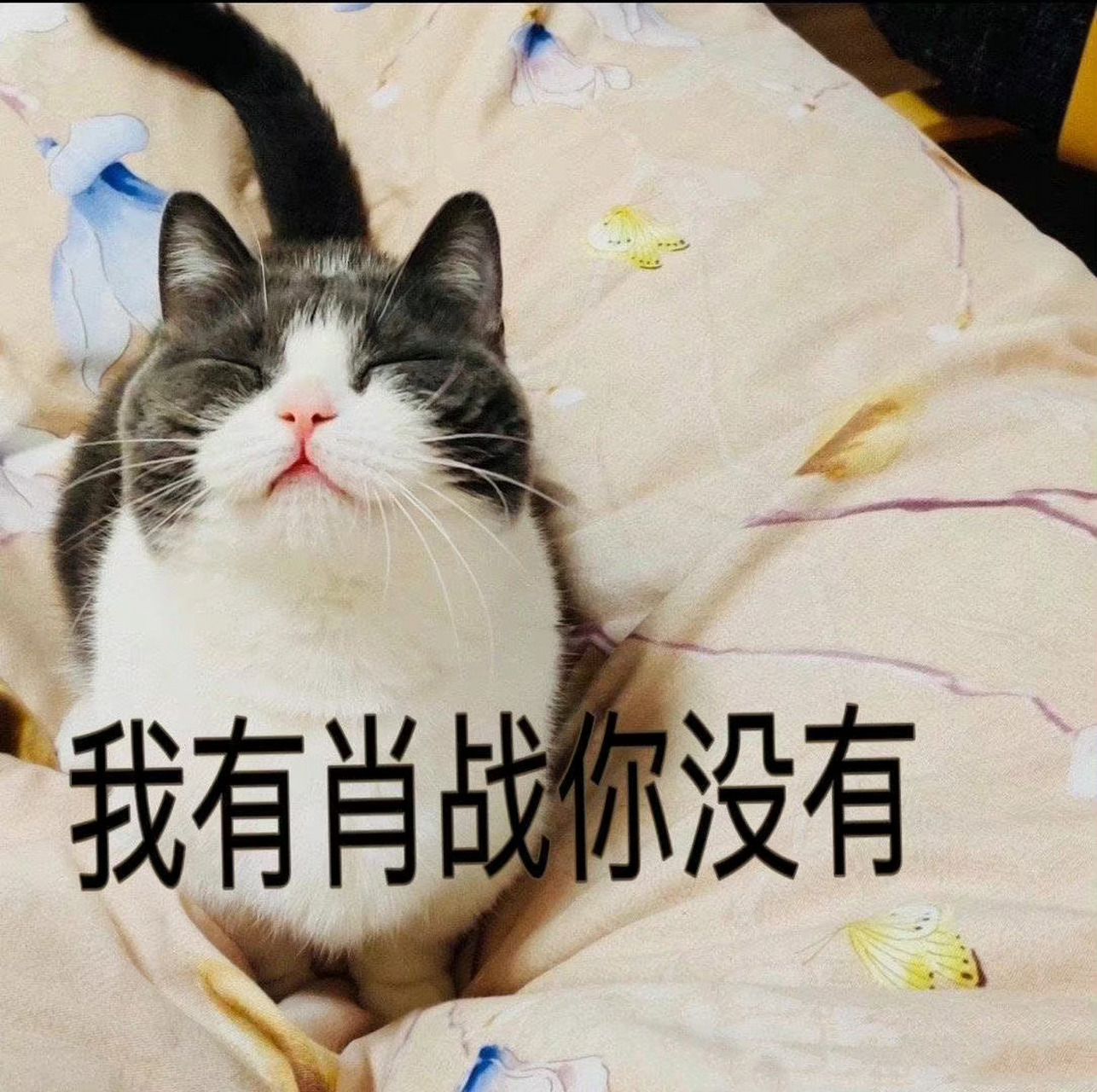 肖战的猫坚果品种图片