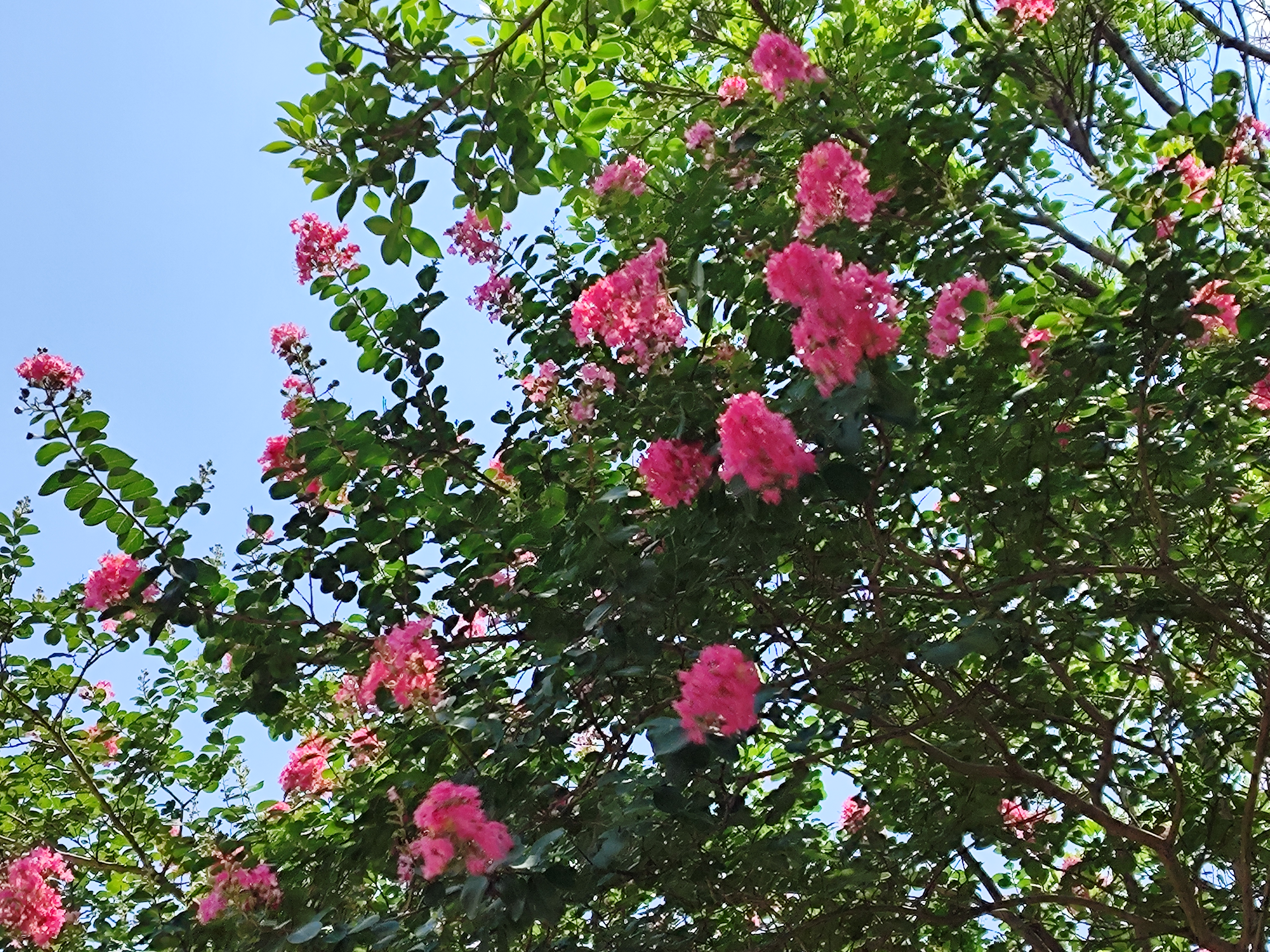 今天花色,惊艳蝴蝶惊艳我:彤婳新韵《减字木兰花》一组