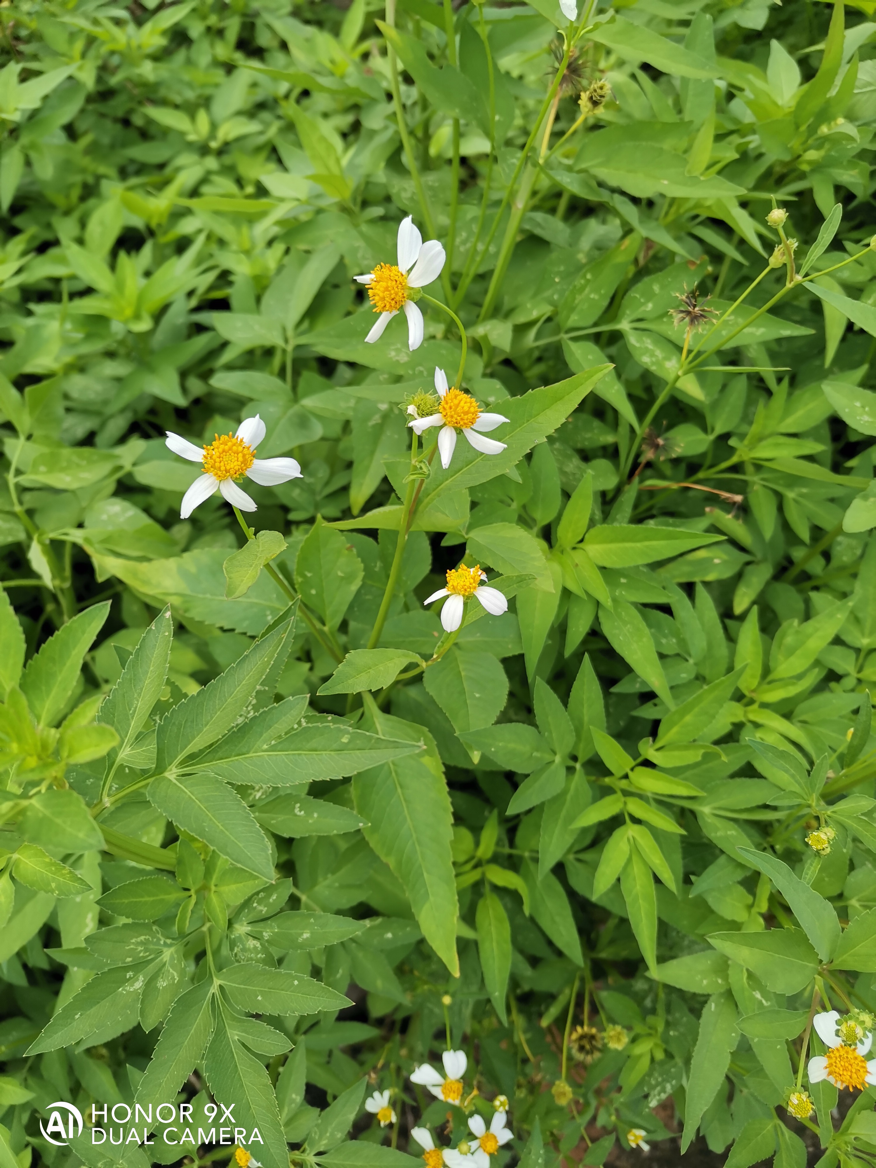 教育暑期夏令营# 夏天田间小路到处都是鬼针草,别看它们的花长得不错
