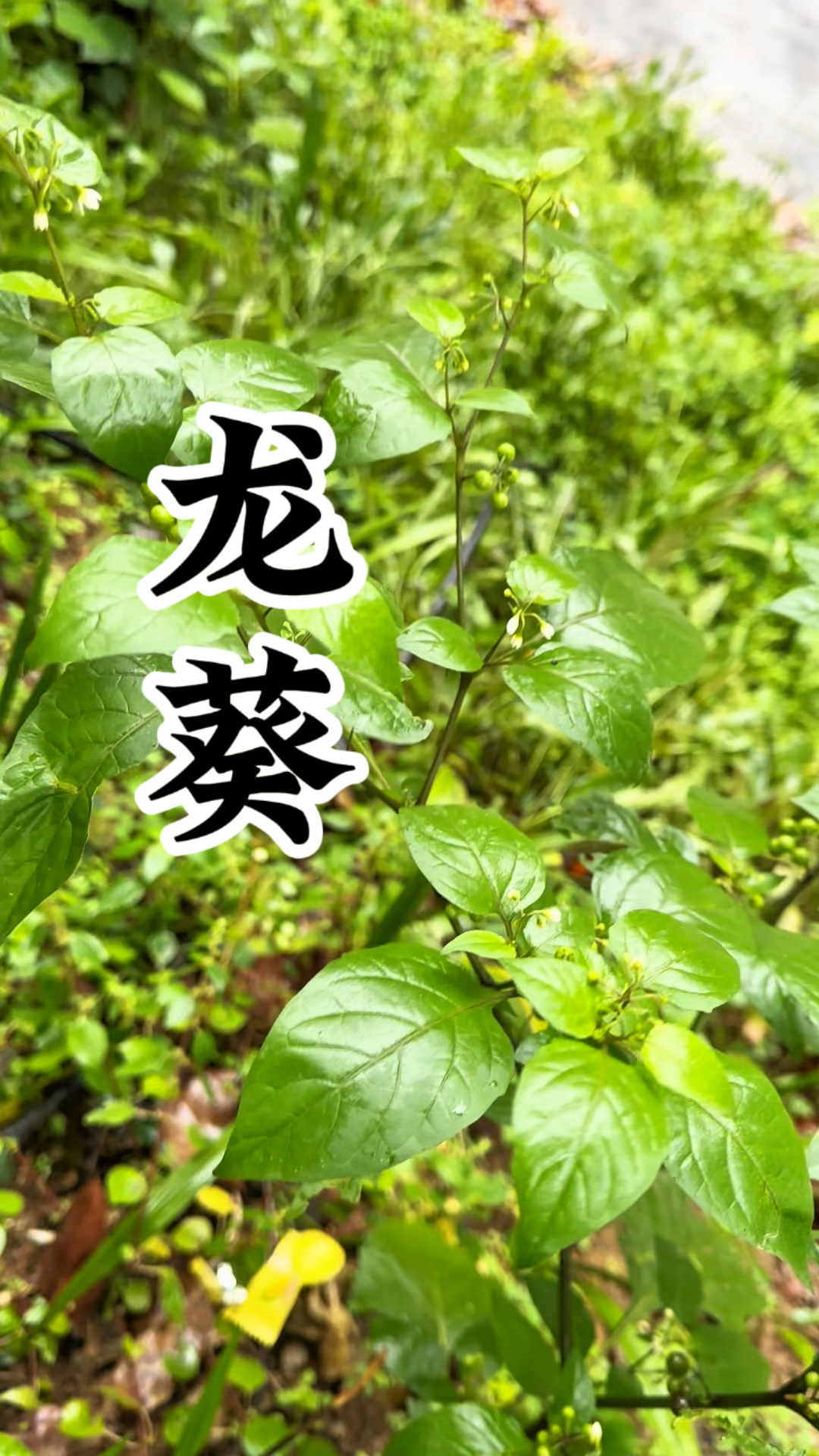 龙葵也叫白花菜