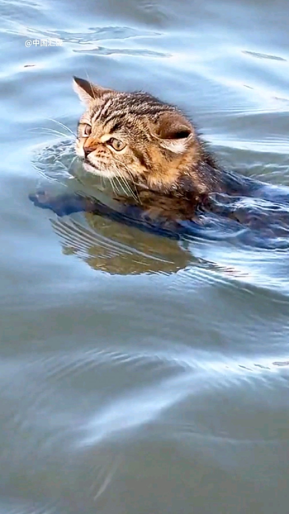 哇塞,这只猫咪游泳游得太棒啦!可以参加喵奥运游泳比赛了