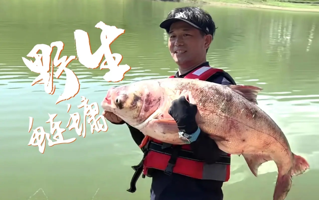 邓刚重庆奉节钓获巨型鲢鳙,纯野生39斤的大鲢鳙,邓刚的巨鲢梦这下实现