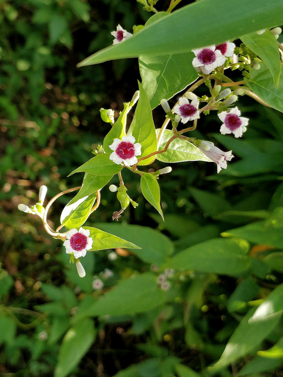 这么漂亮的花花,却又一个这样的名字——鸡屎藤.