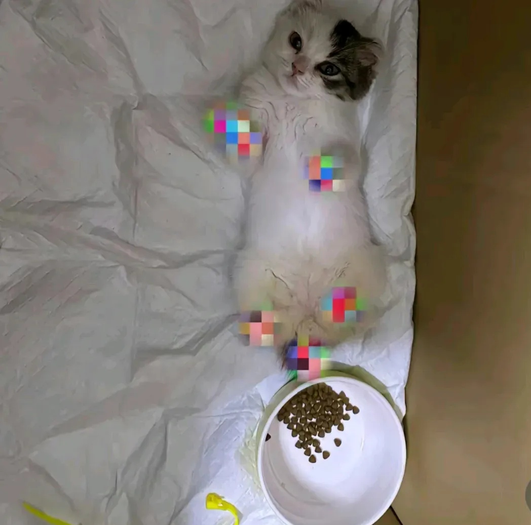 两个月的小猫,被人砍断四肢,砍断尾巴,剪掉耳朵,浑身是血,奄奄一息的