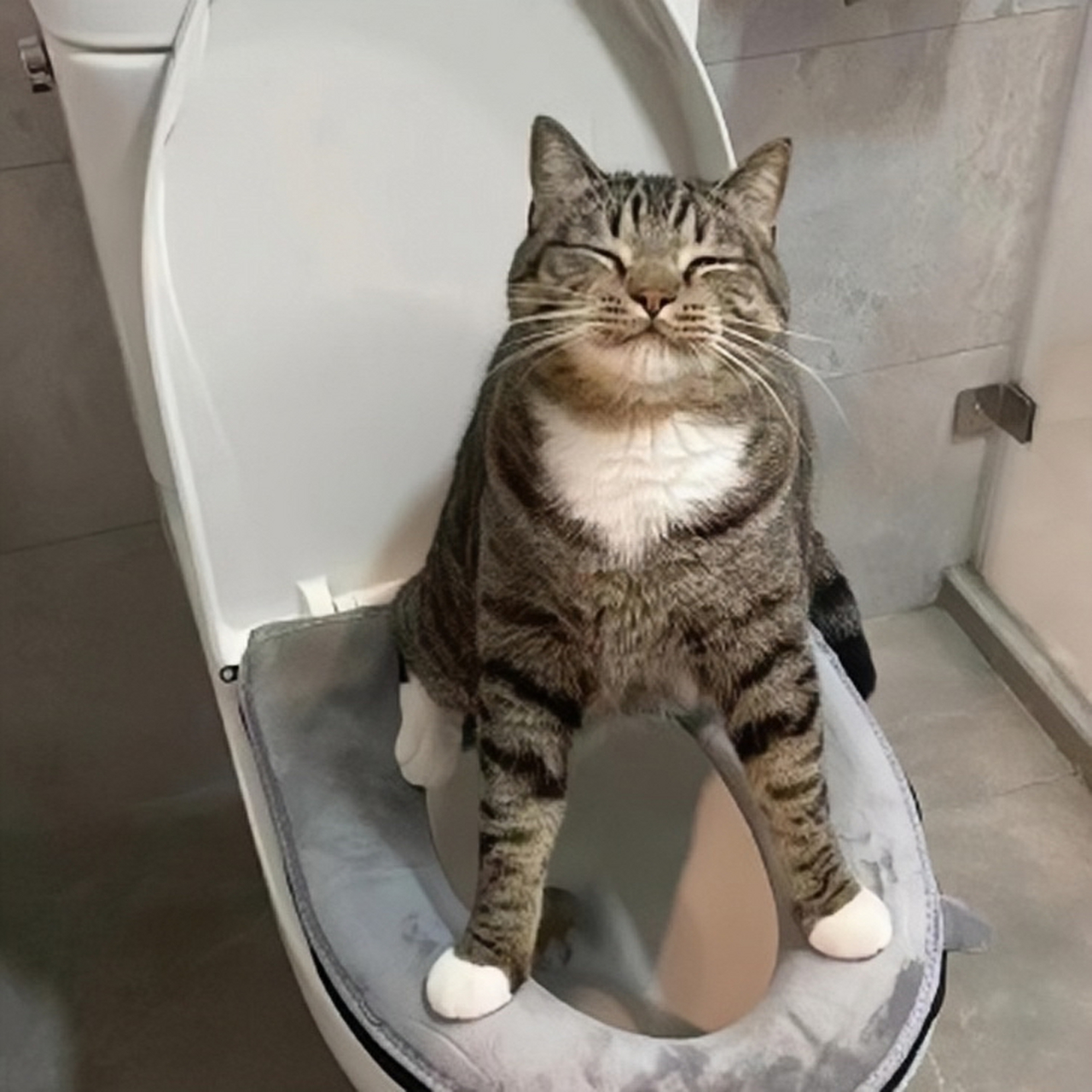 朋友养了一只大花猫,让人惊喜不已的是,这只猫每天居然能够自己上厕所